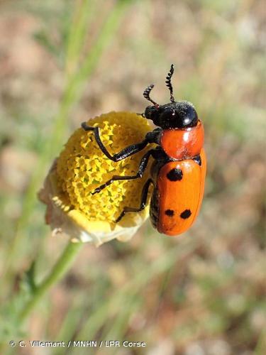 <i>Tituboea sexmaculata</i> (Fabricius, 1781) © C. Villemant / MNHN / LPR Corse