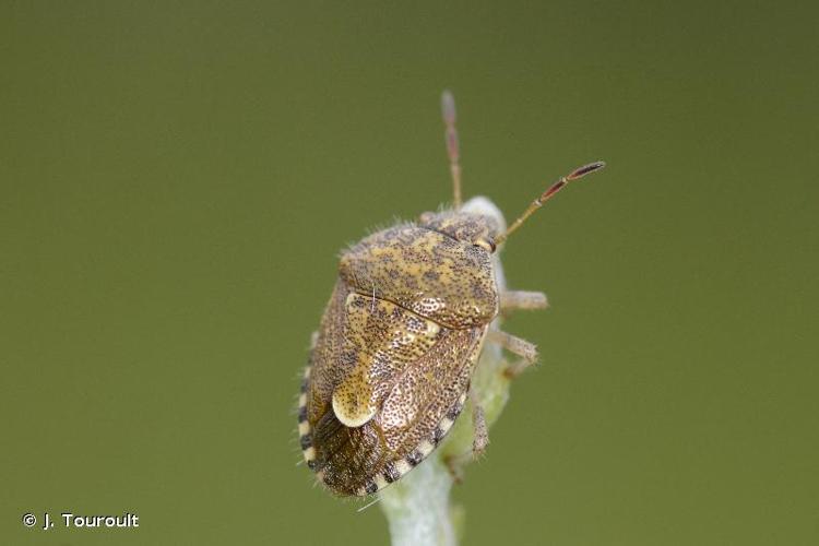 <i>Staria lunata</i> (Hahn, 1835) © J. Touroult