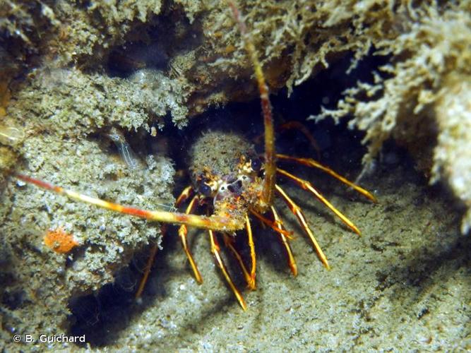 <i>Palinurus elephas</i> (Fabricius, 1787) © B. Guichard