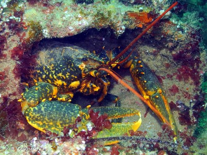 <i>Homarus gammarus</i> (Linnaeus, 1758) © B. Guichard