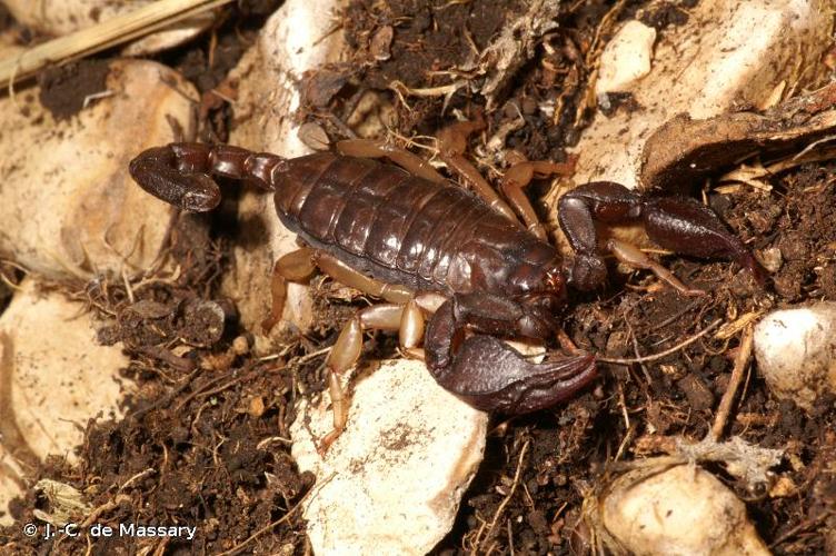 <i>Euscorpius tergestinus</i> (C. L. Koch, 1837) © J.-C. de Massary