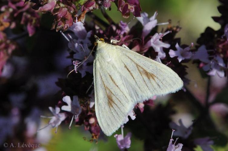 <i>Sitochroa palealis</i> (Denis & Schiffermüller, 1775) © A. LEVEQUE