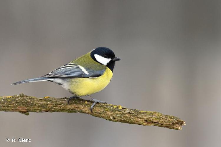 <i>Parus major</i> Linnaeus, 1758 © R. Clerc