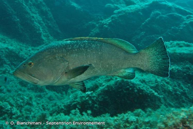 <i>Epinephelus marginatus</i> (Lowe, 1834) © O. Bianchimani - Septentrion Environnement