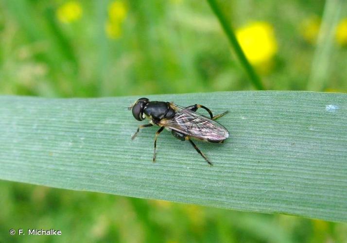 <i>Syritta pipiens</i> (Linnaeus, 1758) © F. Michalke