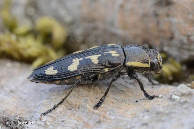 <i>Buprestis novemmaculata</i> Linnaeus, 1767 © J. Touroult