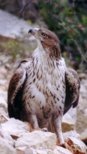 <i>Aquila fasciata</i> Vieillot, 1822 © P. Gourdain