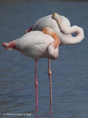 <i>Phoenicopterus ruber</i> Linnaeus, 1758 © Pierre-Yves Le Bail