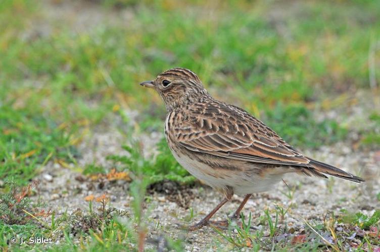 <i>Alauda arvensis</i> Linnaeus, 1758 © J. Siblet