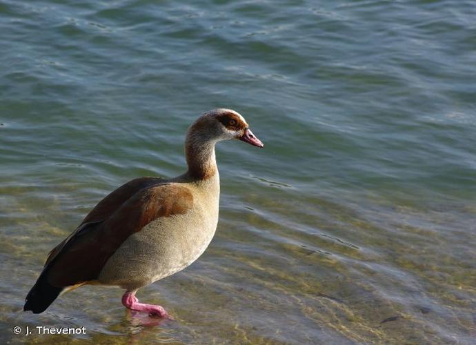 <i>Alopochen aegyptiaca</i> (Linnaeus, 1766) © J. Thevenot