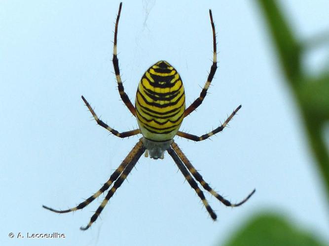 <i>Argiope bruennichi</i> (Scopoli, 1772) © A. Lacoeuilhe