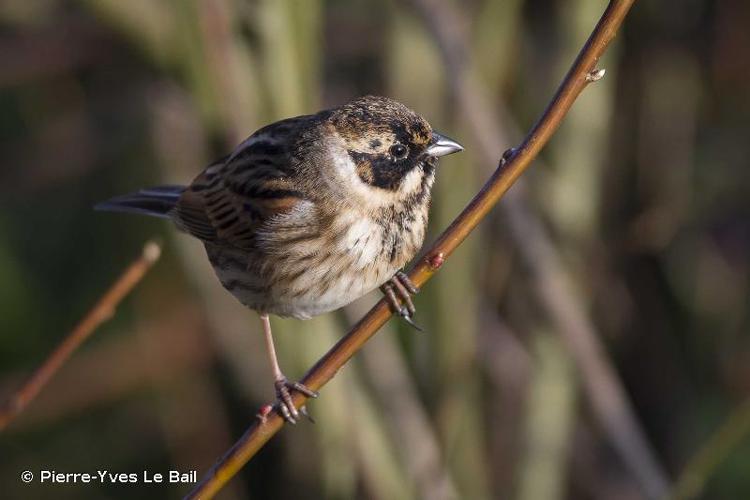 <i>Emberiza schoeniclus</i> (Linnaeus, 1758) © Pierre-Yves Le Bail