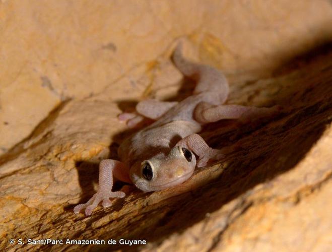 <i>Euleptes europaea</i> (Gené, 1839) © S. Sant/Parc Amazonien de Guyane