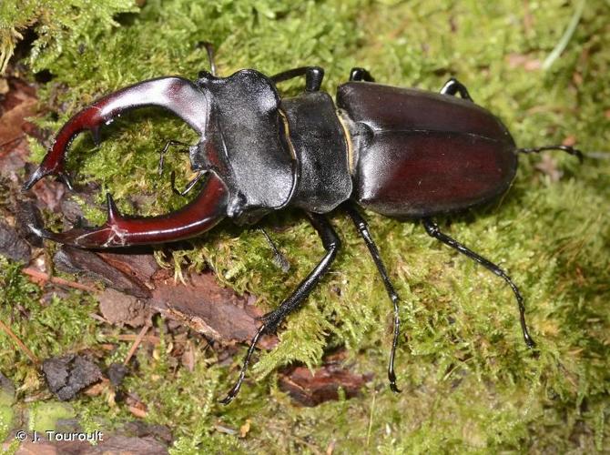 <i>Lucanus cervus cervus</i> (Linnaeus, 1758) © J. Touroult