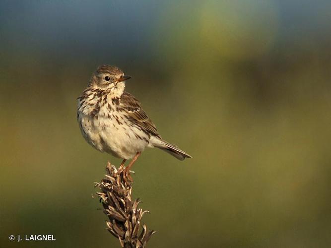 <i>Anthus pratensis</i> (Linnaeus, 1758) © J. LAIGNEL