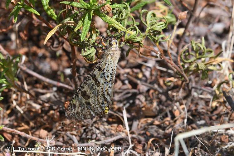 <i>Palpares libelluloides</i> (Linnaeus, 1764) © J. Touroult - LPR Corse - MNHN, CdC, OFB