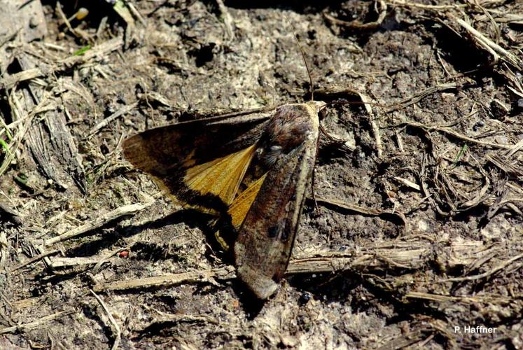 <i>Noctua pronuba</i> (Linnaeus, 1758) © P. Haffner