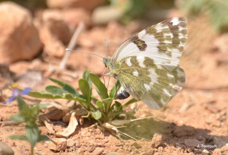 <i>Pontia daplidice</i> (Linnaeus, 1758) © J. Touroult