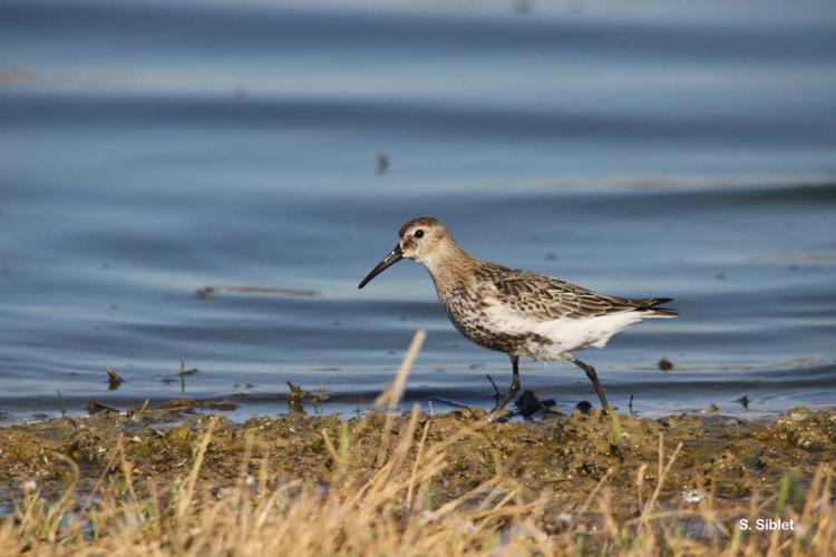 <i>Calidris alpina</i> (Linnaeus, 1758) © S. Siblet