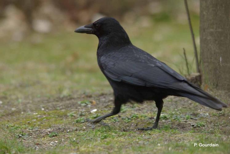 <i>Corvus corone corone</i> Linnaeus, 1758 © P. Gourdain