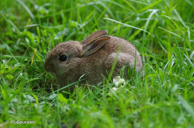 <i>Oryctolagus cuniculus</i> (Linnaeus, 1758) © P. Gourdain