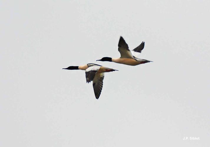 <i>Mergus merganser</i> Linnaeus, 1758 © J.P. Siblet