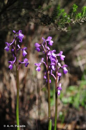 <i>Anacamptis morio </i>subsp.<i> champagneuxii</i> (Barnéoud) H.Kretzschmar, Eccarius & H.Dietr., 2007 © A.-H. Paradis