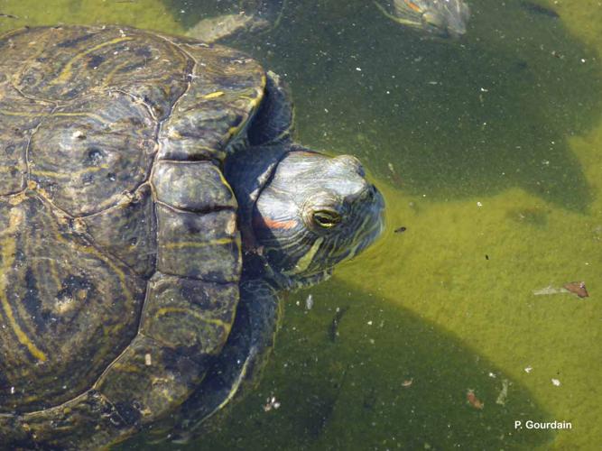 <i>Trachemys scripta</i> (Thunberg <i>in</i> Schoepff, 1792) © P. Gourdain