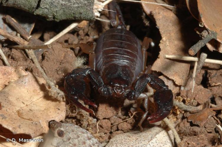 <i>Euscorpius flavicaudis</i> (De Geer, 1778) © D. Massemin