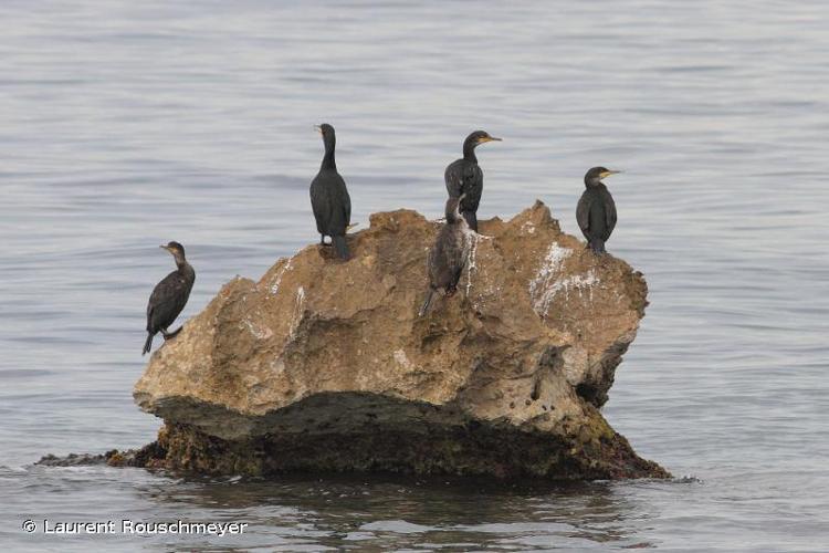 <i>Phalacrocorax aristotelis desmarestii</i> (Payraudeau, 1826) © Laurent Rouschmeyer