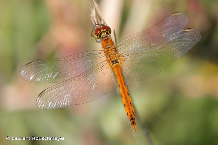 <i>Sympetrum depressiusculum</i> (Selys, 1841) © Laurent Rouschmeyer