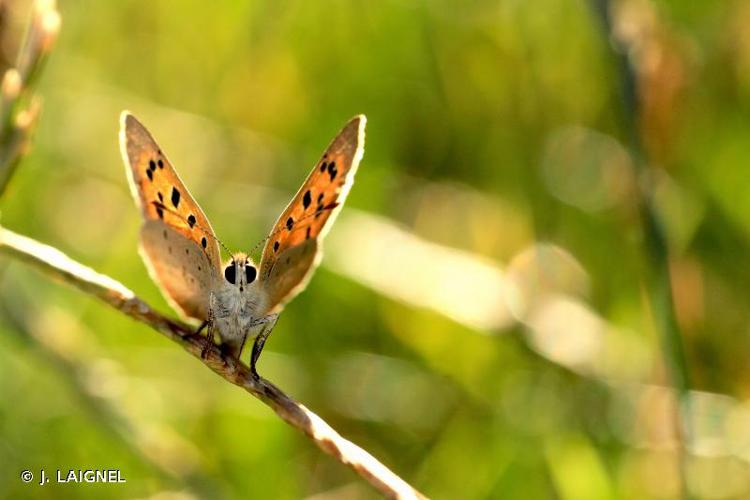 <i>Lycaena phlaeas</i> (Linnaeus, 1760) © J. LAIGNEL