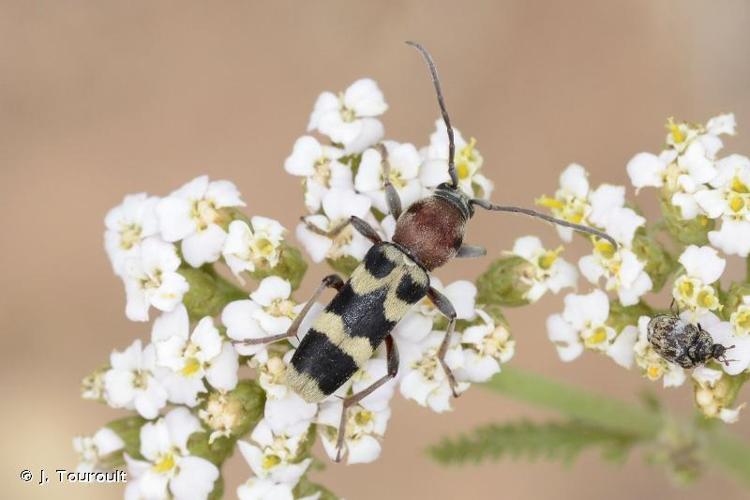 <i>Chlorophorus trifasciatus</i> (Fabricius, 1781) © J. Touroult