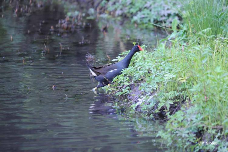 <i>Gallinula tenebrosa</i> Gould, 1846 © J.P. Siblet