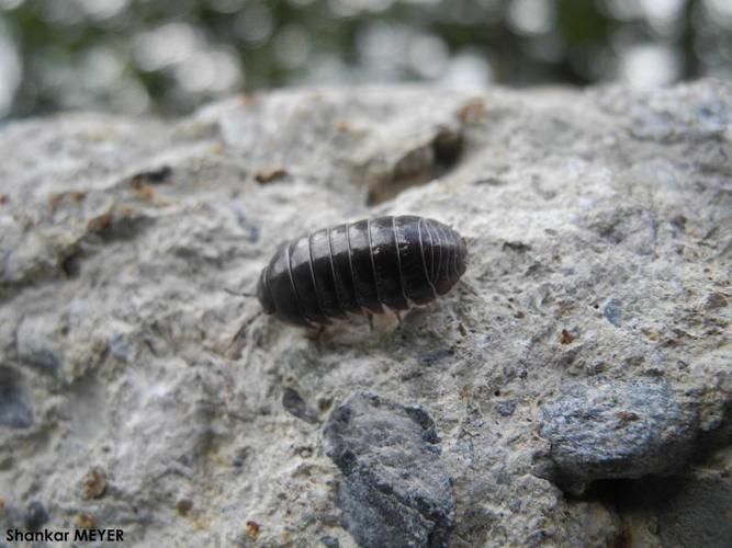 <i>Armadillidium vulgare</i> (Latreille, 1804) © S. MEYER