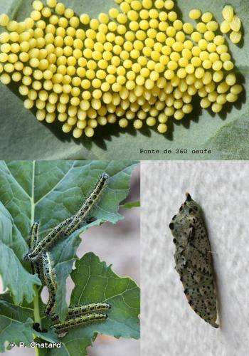 <i>Pieris brassicae</i> (Linnaeus, 1758) © P. Chatard