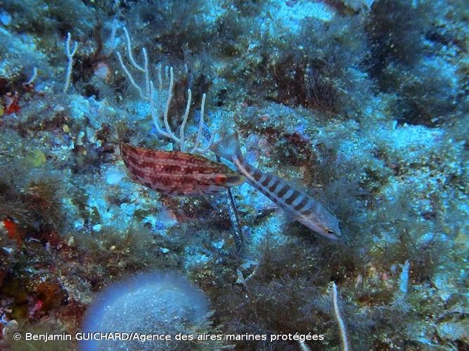 <i>Symphodus roissali</i> (Risso, 1810) © Benjamin GUICHARD/Agence des aires marines protégées