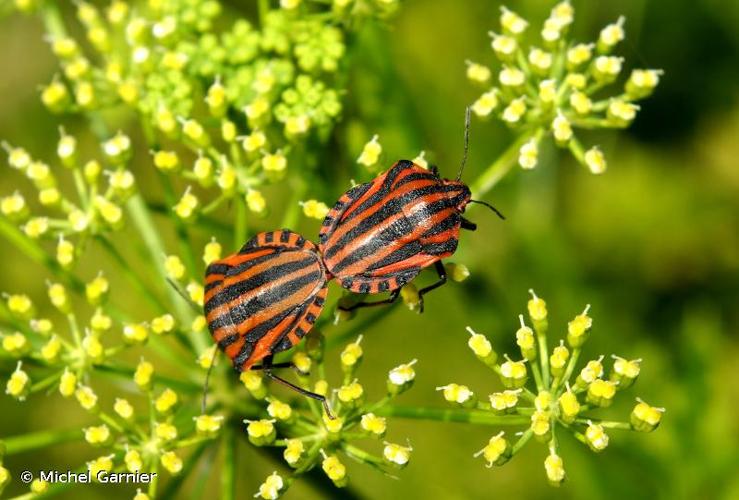 <i>Graphosoma italicum</i> (O.F. Müller, 1766) © Michel Garnier