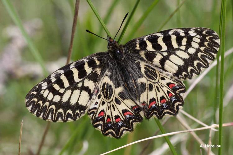 <i>Zerynthia polyxena</i> (Denis & Schiffermüller, 1775) © A. Horellou