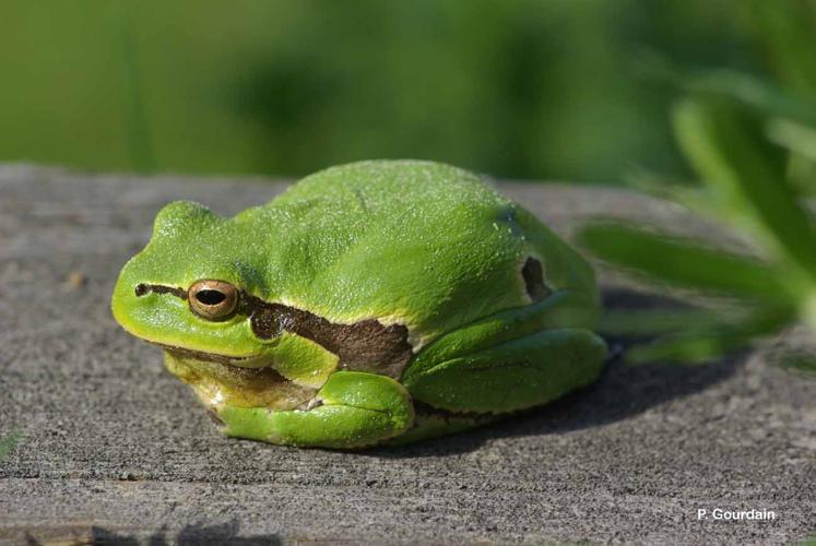 <i>Hyla arborea</i> (Linnaeus, 1758) © P. Gourdain