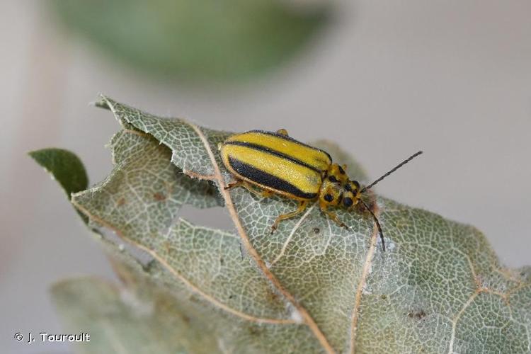 <i>Xanthogaleruca luteola</i> (Müller, 1766) © J. Touroult