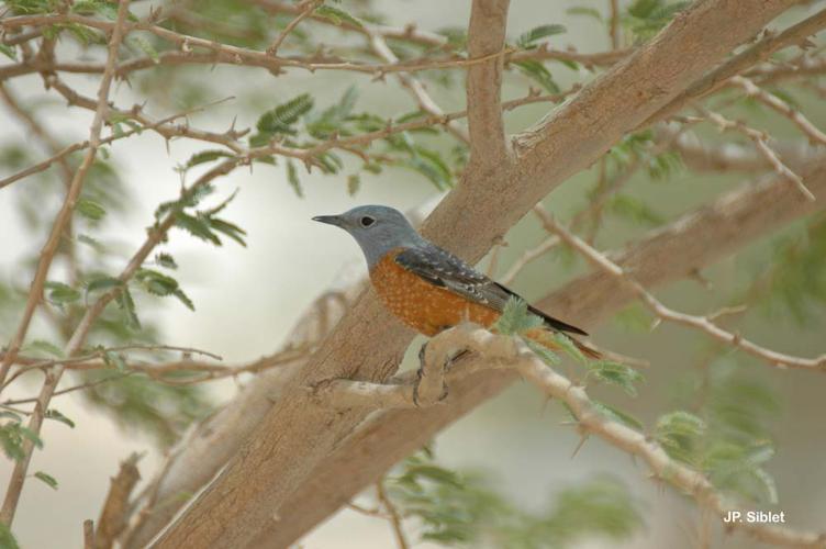 <i>Monticola saxatilis</i> (Linnaeus, 1766) © J.P. Siblet