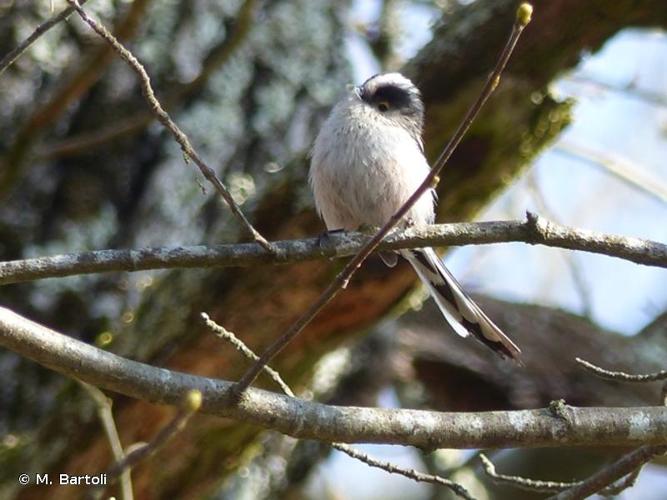 <i>Aegithalos caudatus</i> (Linnaeus, 1758) © M. Bartoli