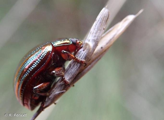 <i>Chrysolina americana</i> (Linnaeus, 1758) © A.-H. Paradis & R. Poncet