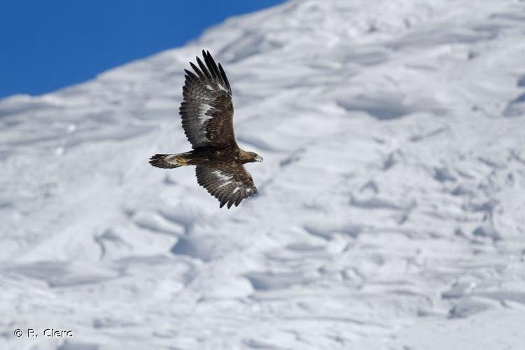 <i>Aquila chrysaetos</i> (Linnaeus, 1758) © R. Clerc